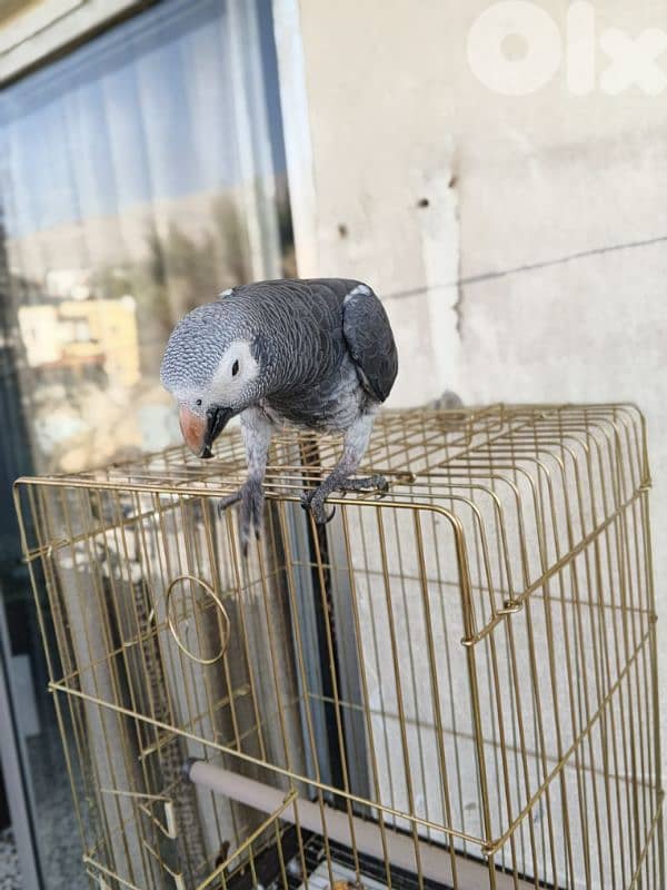 ببغاء تمنه 3