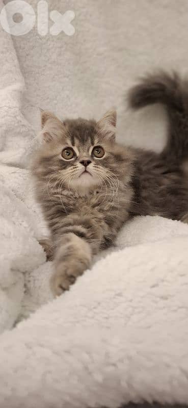 British kitten for sale 0