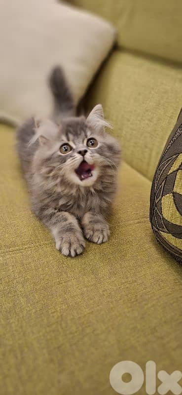 British kitten for sale 1