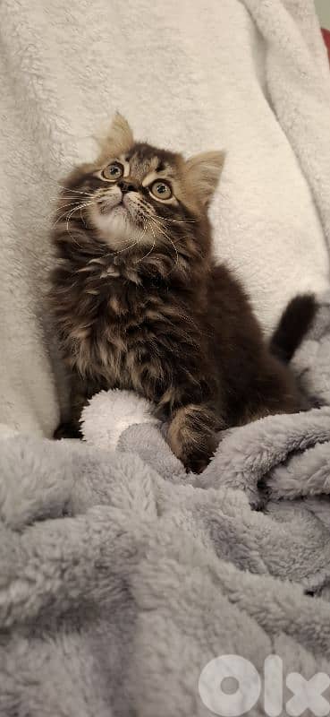 British kitten for sale 2