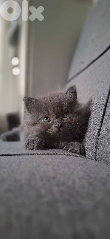 British kitten for sale 3