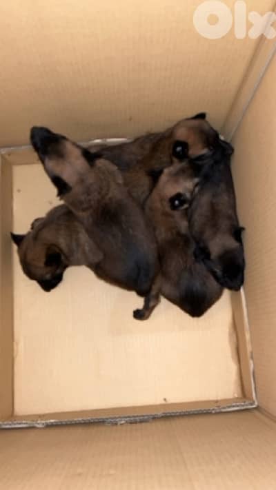 ٤ جراوي مالينوا اناتي