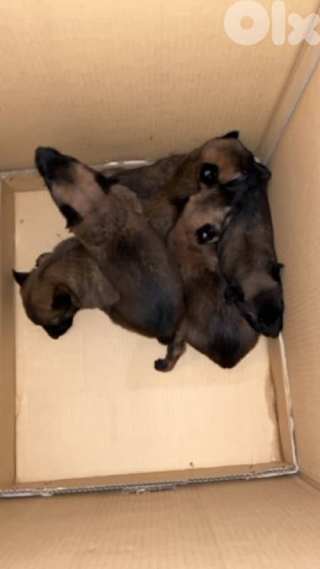 ٤ جراوي مالينوا اناتي 0