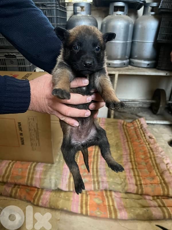 ٤ جراوي مالينوا اناتي 1