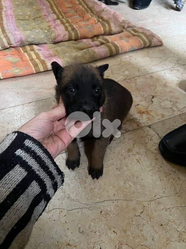 ٤ جراوي مالينوا اناتي 2