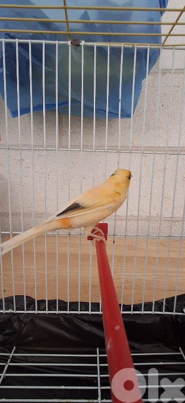 canary كنار