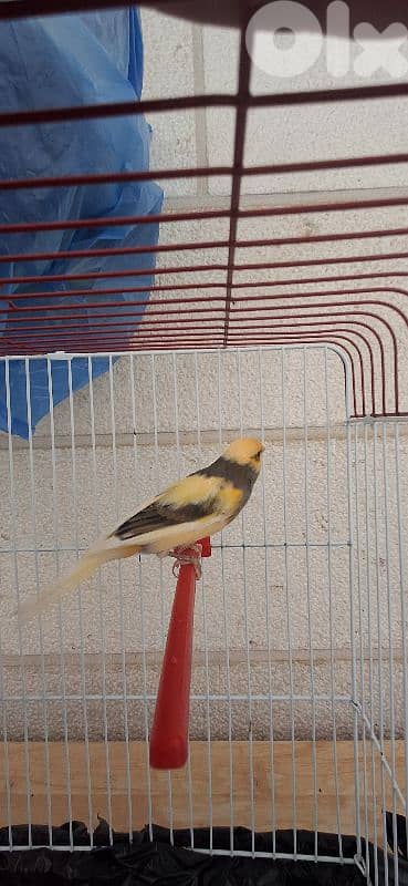 canary كنار 3