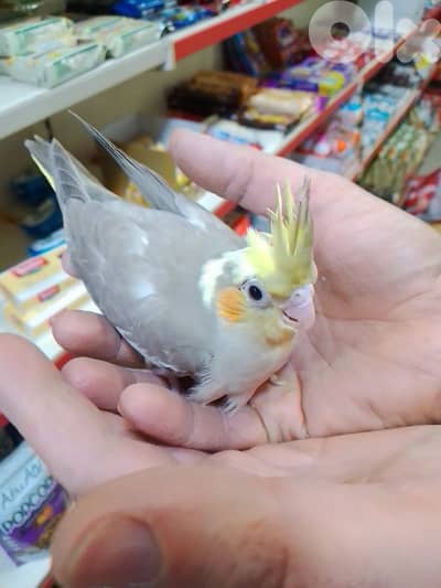 فراخ كروان وروز تزقيم