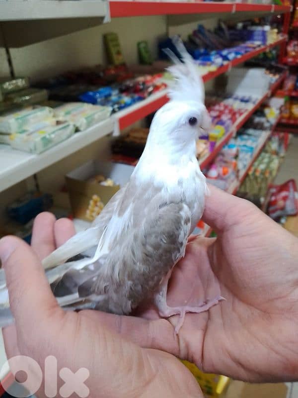 فراخ كروان وروز تزقيم 2