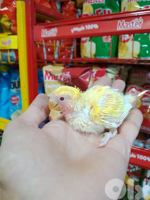 فراخ كروان وروز تزقيم 3