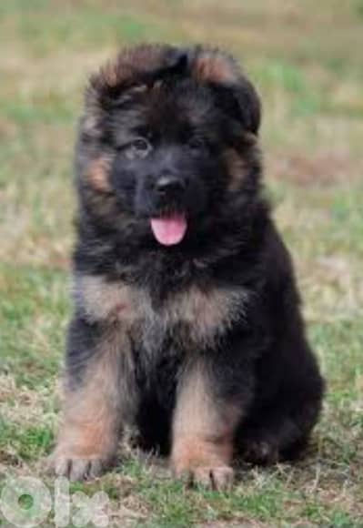 German shepherd king size