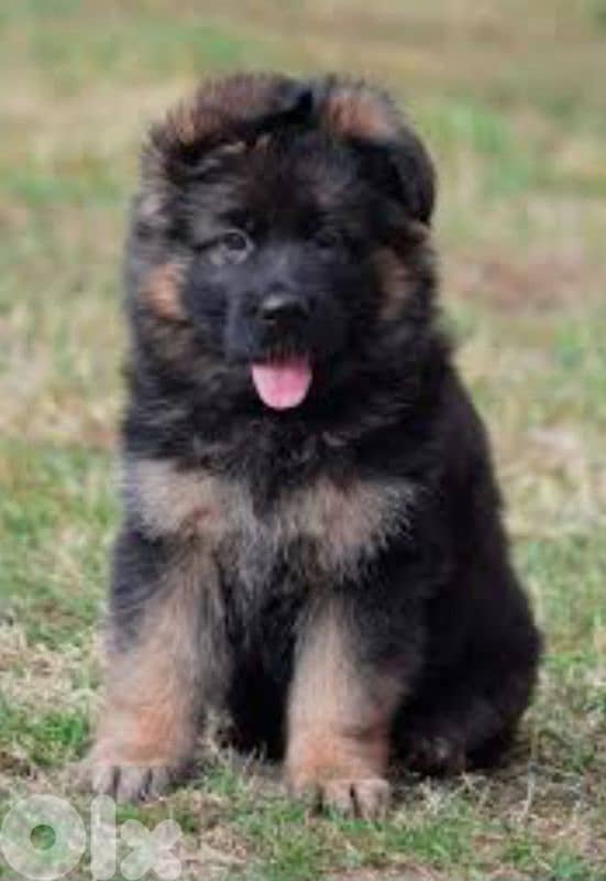 German shepherd king size 0