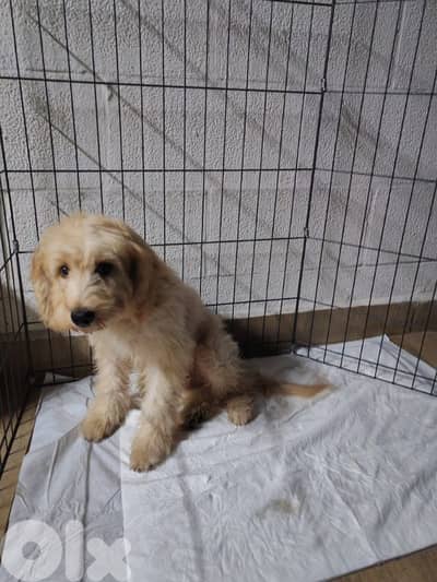 4 month puppy fully vaccinated