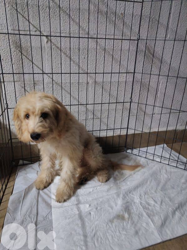 4 month puppy fully vaccinated 0