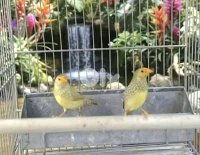 طيور فينش بلوم هيد  وبادجي