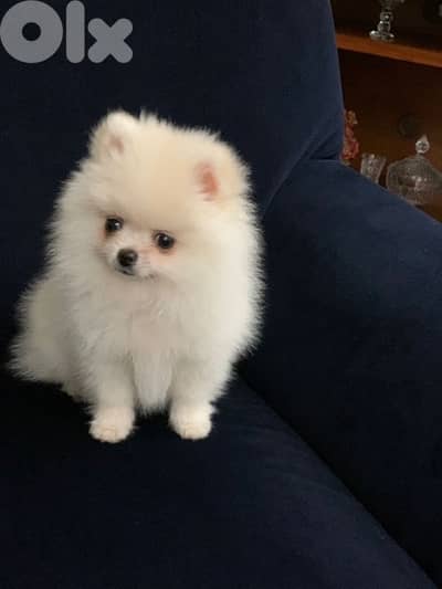 pomerenian 2 months Vaccinated