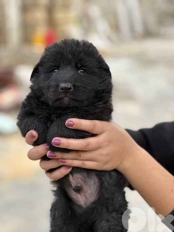 German shepherd royal black 0