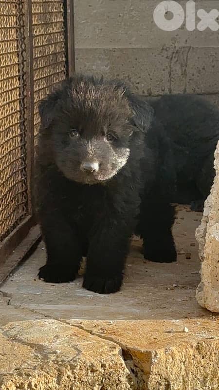 German shepherd royal black 1