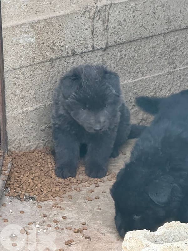 German shepherd royal black 2