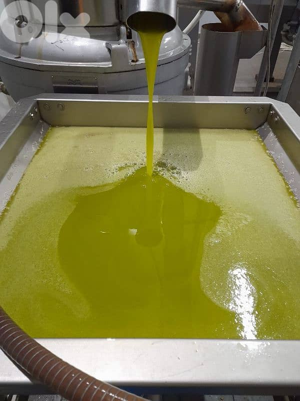 olive oil for sale 0