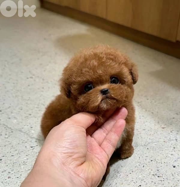 Poodel toy available in Lebanon 0