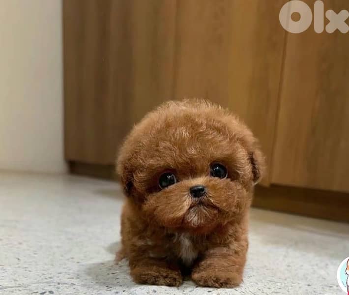 Poodel toy available in Lebanon 1