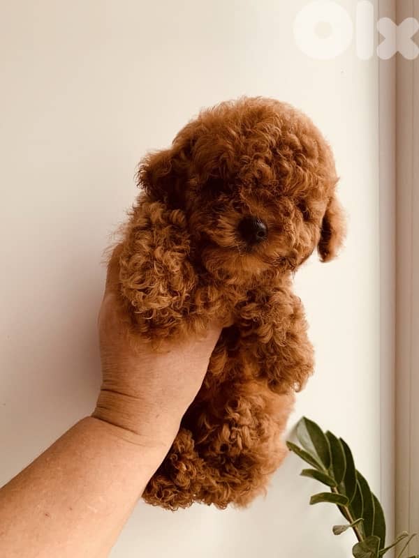 Poodel toy available in Lebanon 2