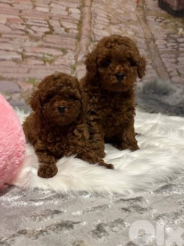 Poodel toy available in Lebanon 4