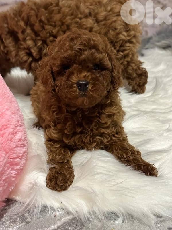 Poodel toy available in Lebanon 5