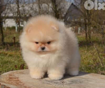 Pomeranian teacup now in Lebanon