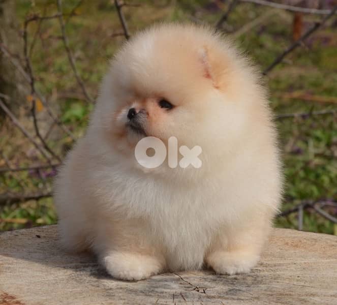 Pomeranian teacup now in Lebanon 1