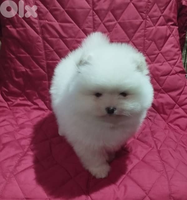 Pomeranian teacup now in Lebanon 2