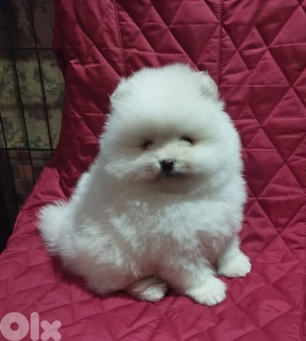 Pomeranian teacup now in Lebanon 3