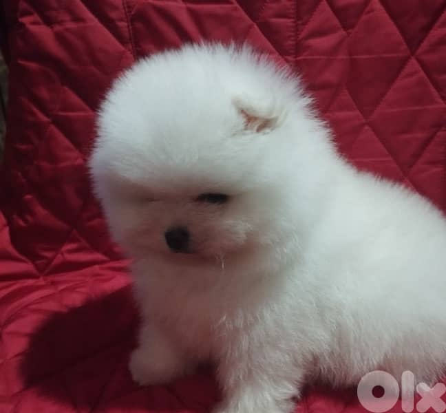 Pomeranian teacup now in Lebanon 4