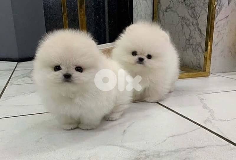 Pomeranian teacup now in Lebanon 5