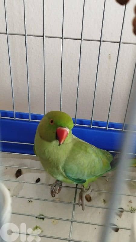 وادي الزينة 1