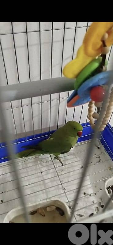 وادي الزينة 2