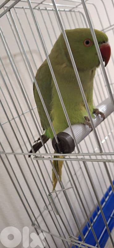 وادي الزينة 4