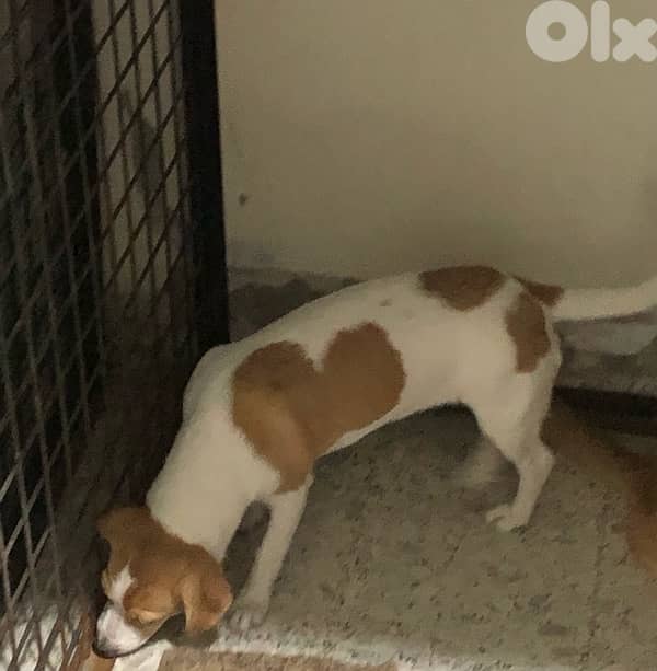 jack russell  pure breed with an adorable heart patch on his coat 0