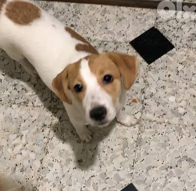 jack russell  pure breed + golden chinchilla kitten+ brittish tabby