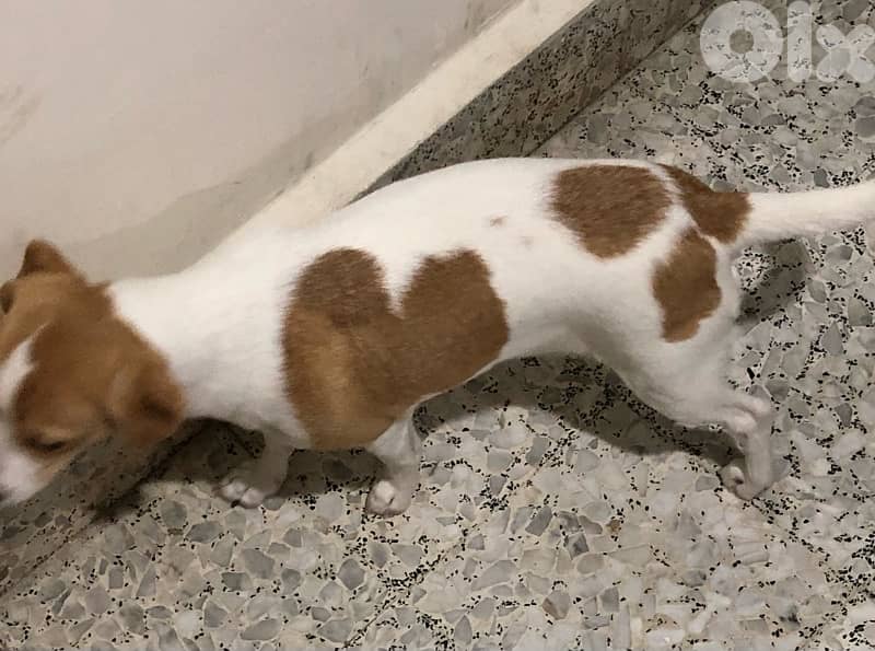jack russell  pure breed with an adorable heart patch on his coat 2