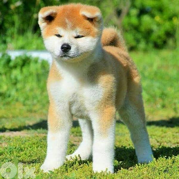 Rare Japanese Akita puppy available in store & Delivery 0