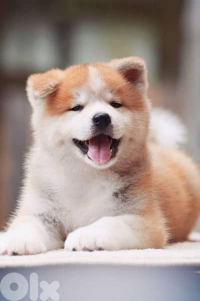 Beautiful Japanese Akita imported puppy