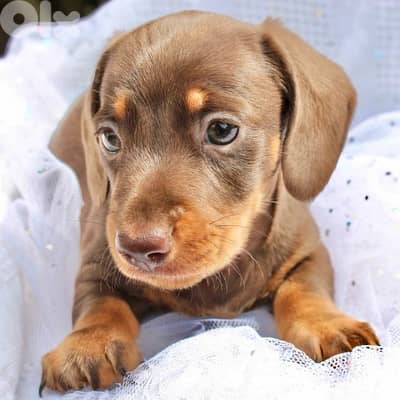 Dachshund chocolate & tan pure breed imported available / Dog / كلاب