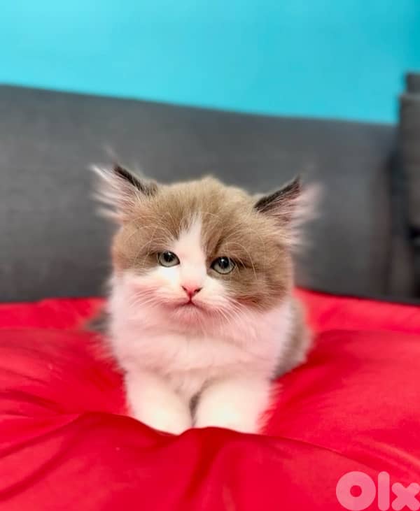 Stunning and unique Ragdoll kitten available in store and delivery قطط 0