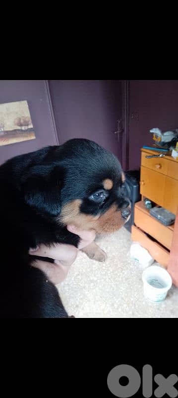 female rottweiler. 81050145