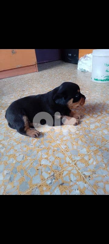 female rottweiler. 81050145 1