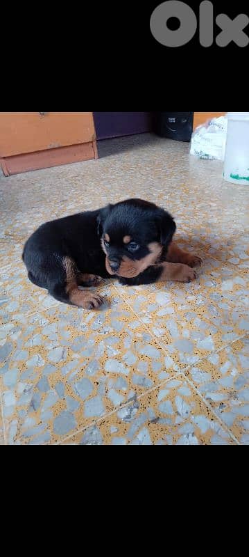 female rottweiler. 81050145 2