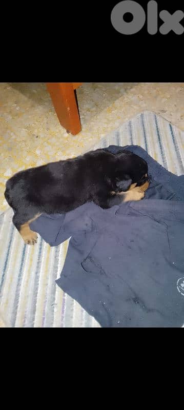 female rottweiler. 81050145 3