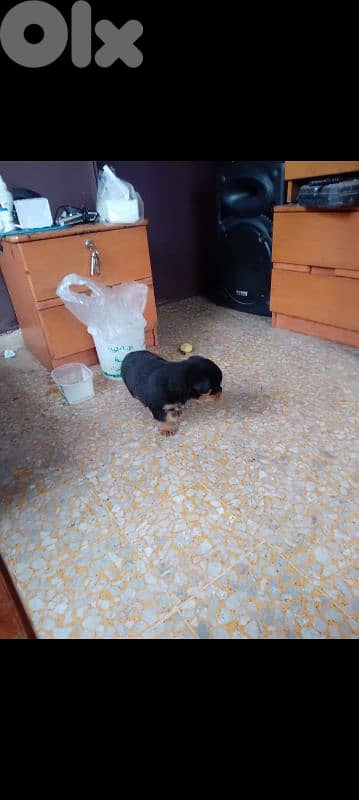 female rottweiler. 81050145 4